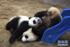 中西两国续签大熊猫合作研究协议