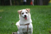 济南：犬只未按期登记防疫　主人或受双处罚