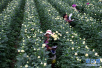 河南内黄：科技创新花满园