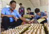 旺鸡蛋、活珠子：检验南京人的唯一标准