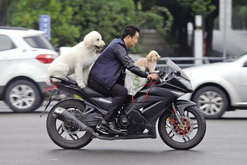 嘉兴1男子开摩托载两只狗兜风人和狗都没戴头
