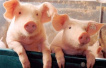 猪肉价格延续涨势 机构预测5月份CPI同比上涨2.3%