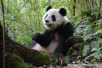 首批野放大熊猫和盛去年死亡 遭不明动物攻击