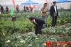 2000余优良蔬菜品种郑州集中展示