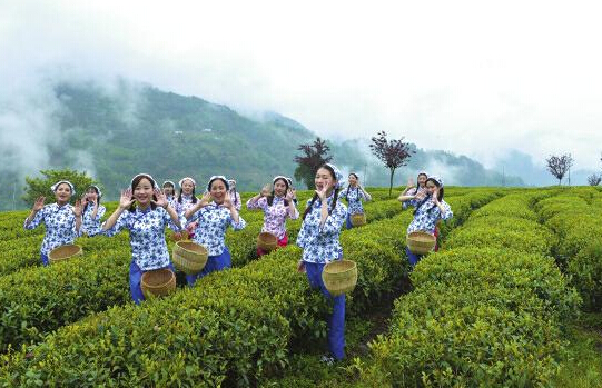 农业部:抓住机遇做强茶产业 创响有竞争力的茶