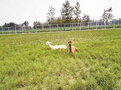 河南封丘一学校斥资百万自建动物园 收纳有羊