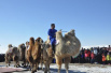卓资县骆驼冰雪旅游文化节激情开幕