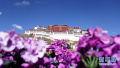 西藏实行特殊优惠力推“冬游西藏”　布达拉宫等景区免费开放