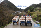 香菇产业助推乡村脱贫
