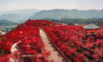重庆现最“红”春景！