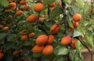 杏丰收　果农乐