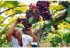 潍坊本土产的葡萄已经开始大量上市　价格翻番