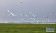 河南黄河湿地再现候鸟南迁的盛况　第一批抵达的是猛禽