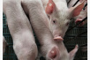 北京市房山区排查出非洲猪瘟疫情