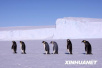加拿大帝企鹅：有种冷，叫动物园怕你冷！