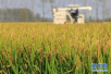 郑州明年年底前要划定百万亩粮食生产功能区