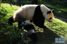 动物园的“熊猫姐妹”