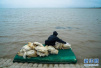 台风“安比”登陆启动暴雨开关，江苏启东渔民不惧风雨仍在海边捕虾