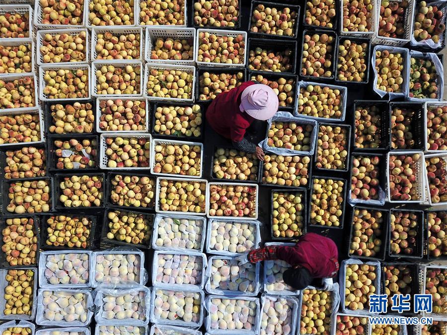 10月30日，江苏省泗洪县天岗湖乡果农在整理收获的冬桃（无人机拍摄）。 新华社发（许昌亮 摄）