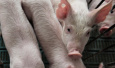 农业农村部：湖北省浠水县发生非洲猪瘟疫情