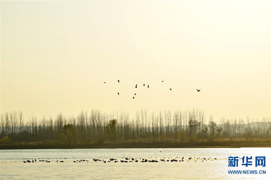 （新华视界）（2）河南洛阳：黄河湿地群鸟翩跹
