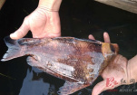 衡东发现国家二级保护动物“胭脂鱼”
