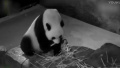 中国回应旅美大熊猫人工授精：老年也有繁殖能力
