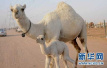沙特与卡塔尔外交风波殃及无辜　数百骆驼受困边境