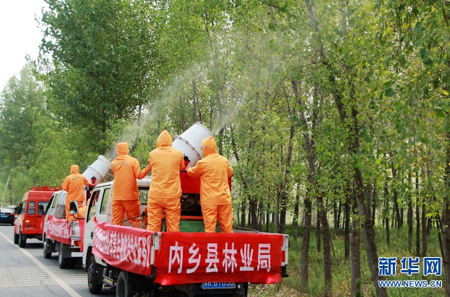 8月15日，内乡县林业局的技术人员采用车载式喷雾机防治杨树病虫害。