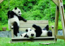 大熊猫国家公园正式获批　总面积近3万平方公里