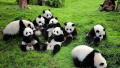 中国大熊猫保护研究中心今年已繁育幼仔42只