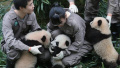 新生大熊猫宝宝集体亮相　你们这样卖萌真的好吗？