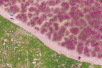 郑州龙湖湿地公园　”粉红草原“刷爆朋友圈