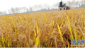 黑龙江省国家最低收购价收购稻谷达1160万吨