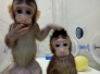 一文读懂克隆猴诞生：孙悟空“拔毛变猴”成真，这些病有希望了！