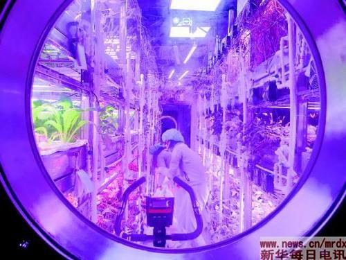 实验志愿者正在植物舱内采集植物(2017年7月18日摄)。   本报记者刘婧宇摄