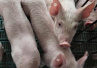 双汇发展“中招”非洲猪瘟：5000头猪遭殃，厂区封锁气氛紧张