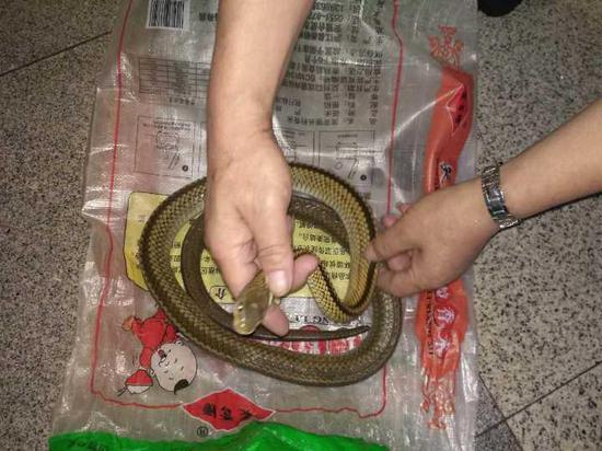 杭州城站安檢機發現一條活蛇 大爺想帶回老家吃