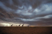 长颈鹿是否比其它动物更易遭受雷击？