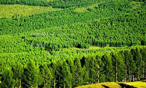 陕西出台林业科技扶贫实施方案