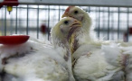 智能养鸡　助农脱贫