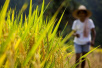 最高亩产超千斤！袁隆平团队在迪拜沙漠种出杂交水稻