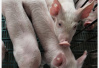 沈阳发生非洲猪瘟疫情　农业农村部：已得到有效控制