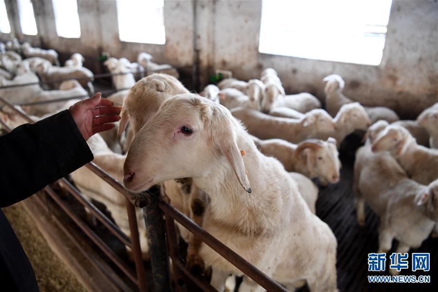 （新春走基层）（3）河南睢县：羊养殖产业助脱贫
