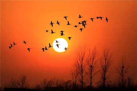 河南淅川：上万只候鸟栖息丹江湿地