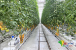 【鄉村振興看河南】電廠里建起蔬菜工廠，這里的小番茄成“固碳能手”